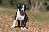 AMSTAFF  PUPPIES 077
